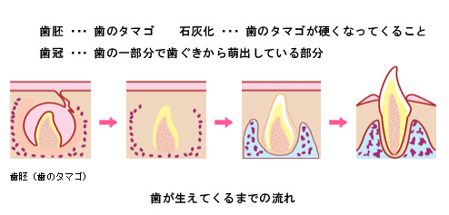 乳歯の発生